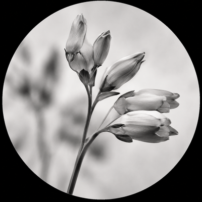 ALLANTOIN